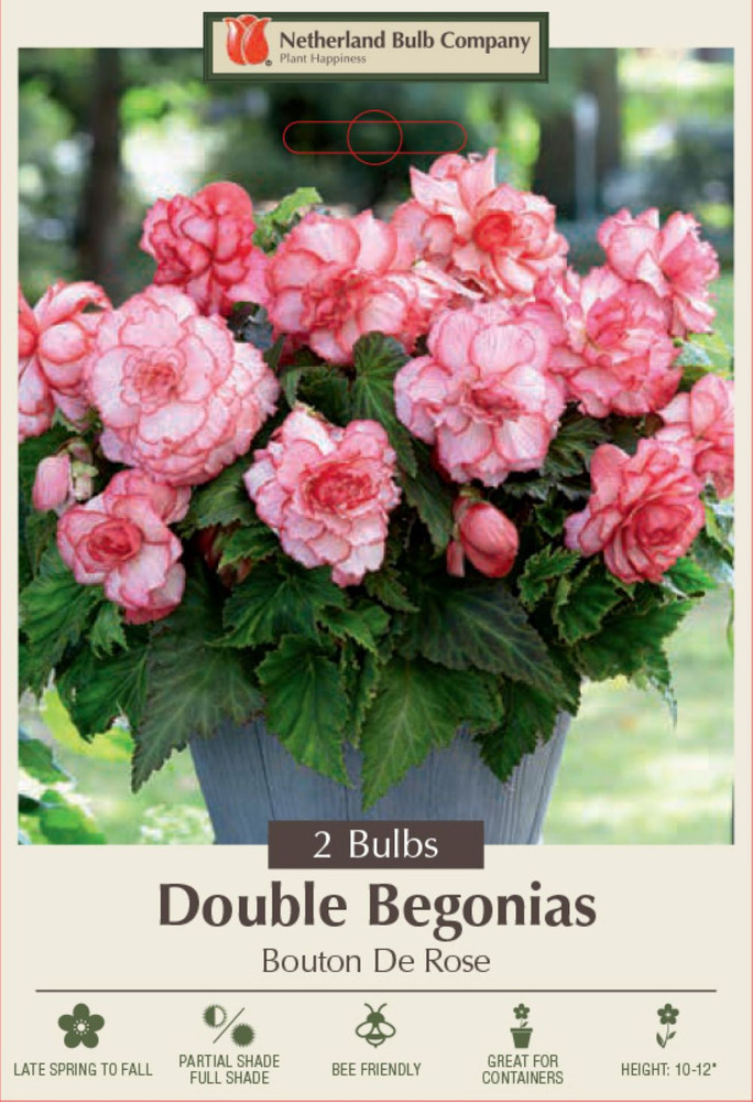 Double Bouton de Rose Begonia - 2 Bulbs - 7/+ cm