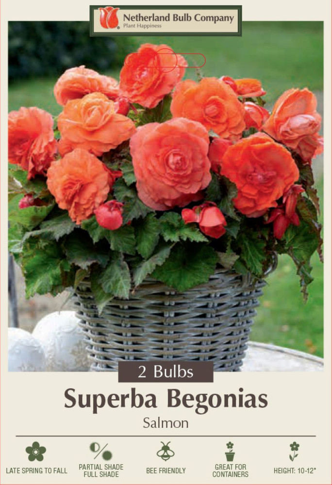 Superba Begonia Salmon - 2 Bulbs 6/+cm Bulbs