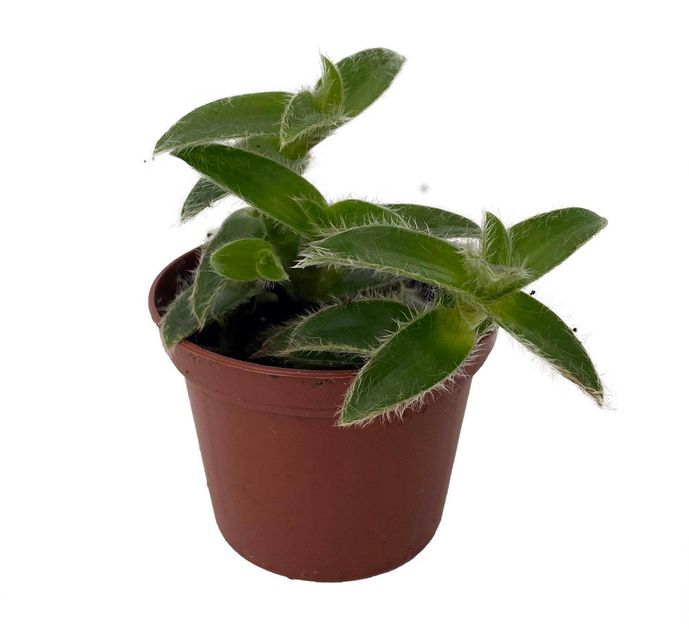 Kitten Ears Plant - Cyanotis somaliensis - 2.5" Pot