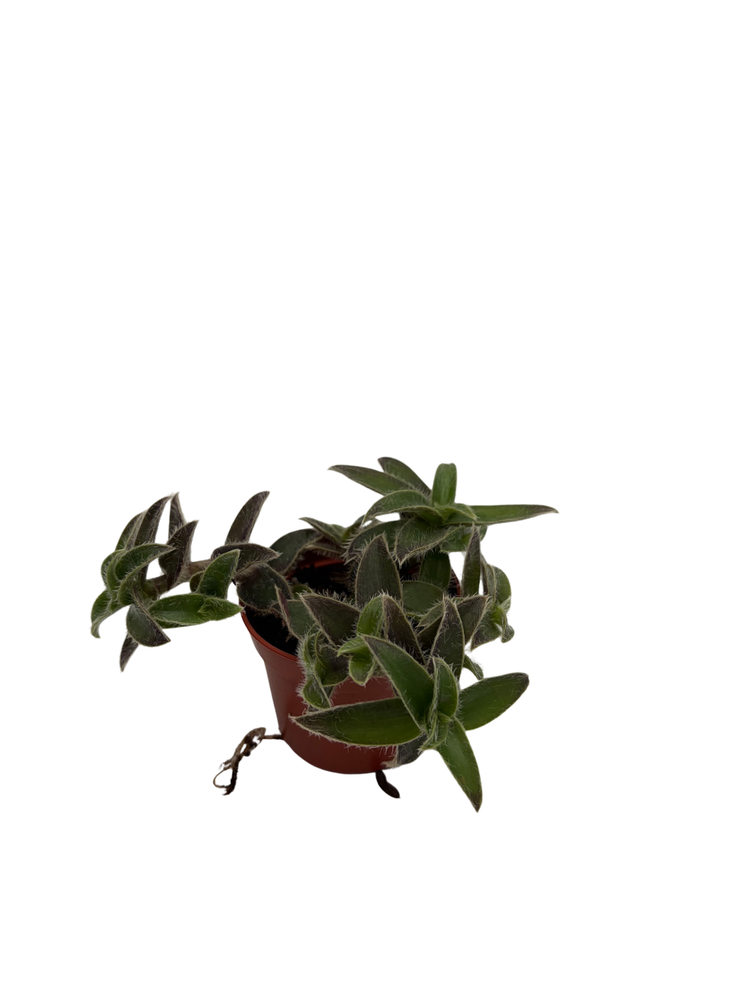 Kitten Ears Plant - Cyanotis somaliensis - 2.5" Pot