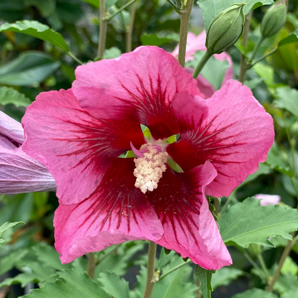 Red Pillar™ Rose of Sharon - Hibiscus syriacus - Proven Winners - 4" Pot