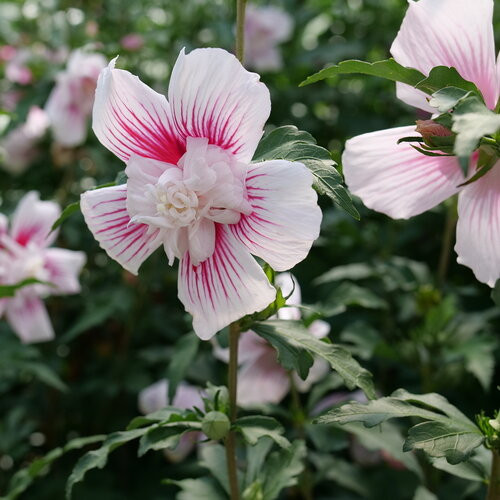 Starblast Chiffon™ Rose of Sharon - Hibiscus syriacus - Proven