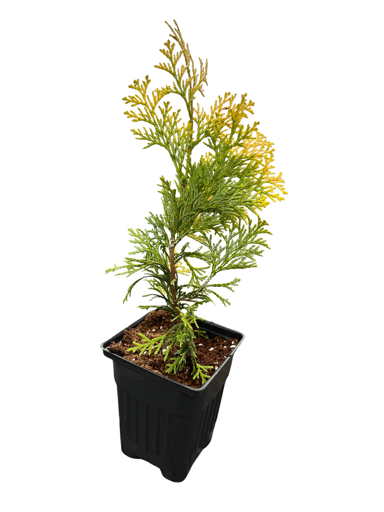 Golden Hinoke Cypress - Chamaecyparis obtusa crippsii - 4" Pot