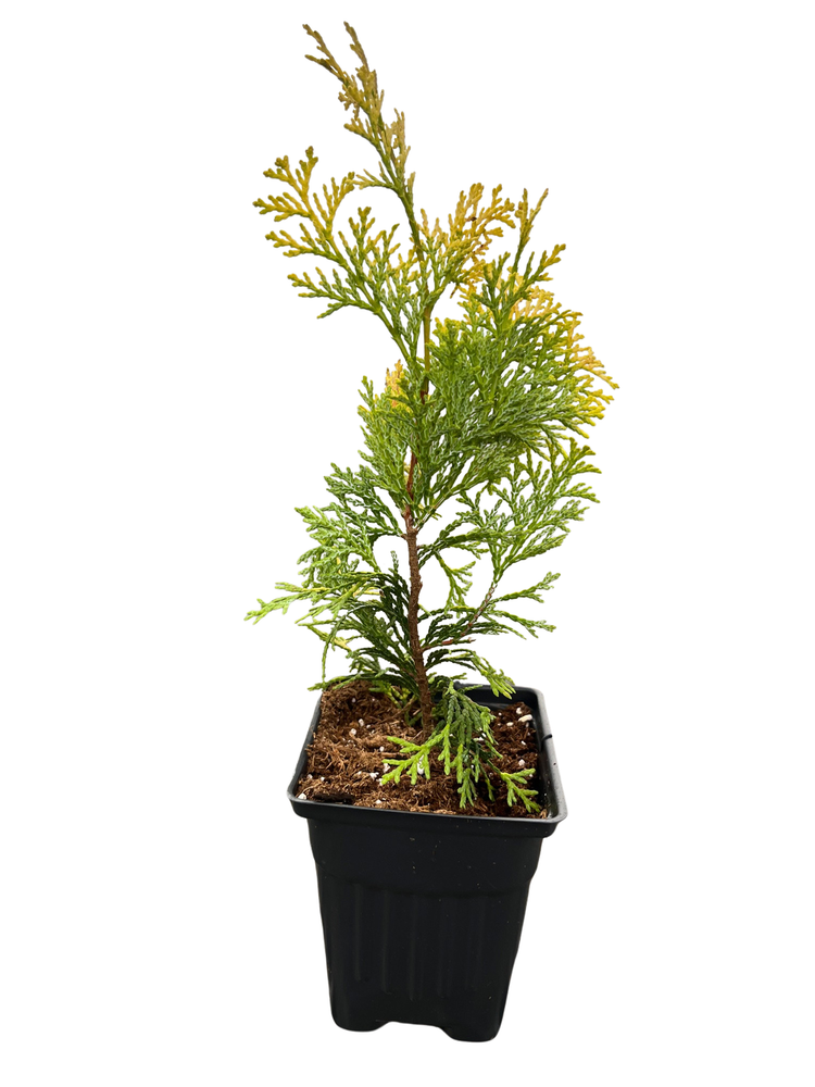 Golden Hinoke Cypress - Chamaecyparis obtusa crippsii - 4" Pot