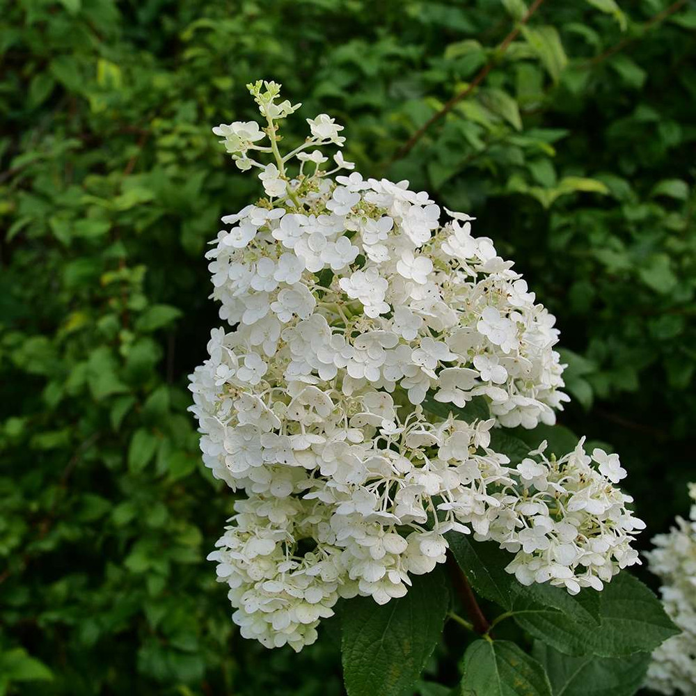 Puffer Fish® Panicle Hydrangea - Hydrangea paniculata - 4" Pot