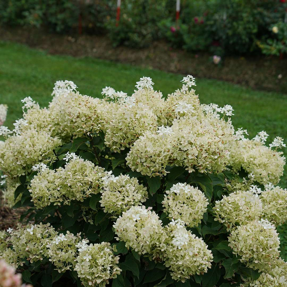 Puffer Fish® Panicle Hydrangea - Hydrangea paniculata - 4" Pot