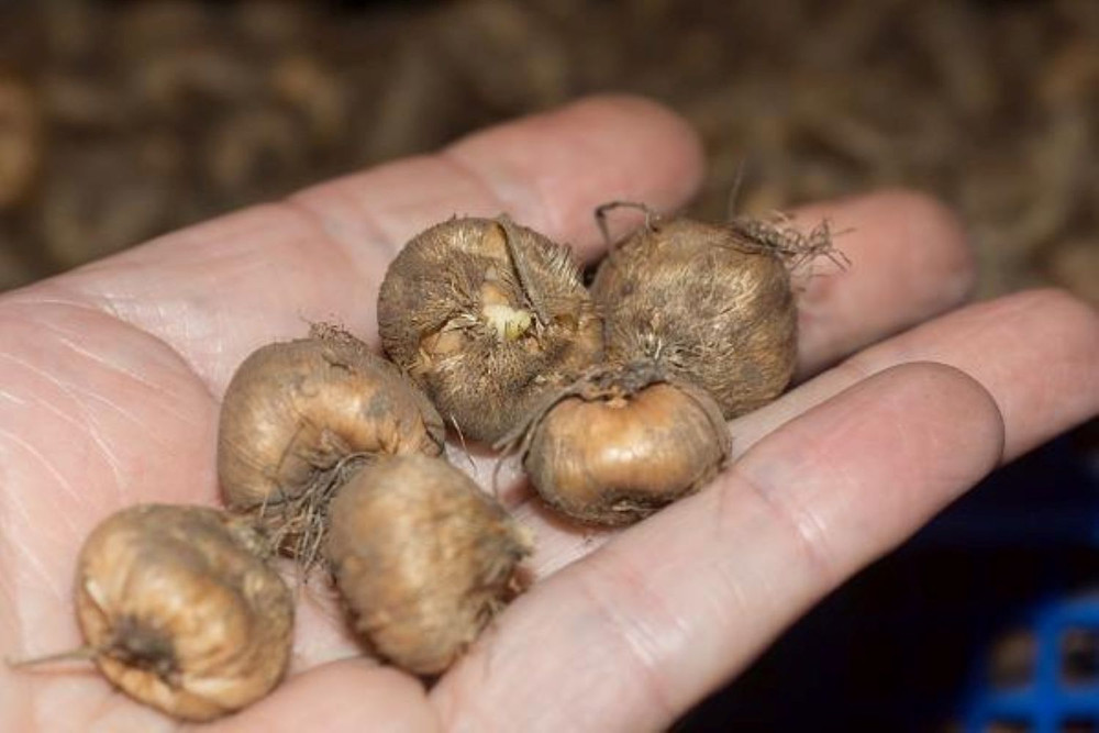 Queen Fabiola Brodiaea - 15 Bulbs 5/6cm - Triteleia - Starflowers
