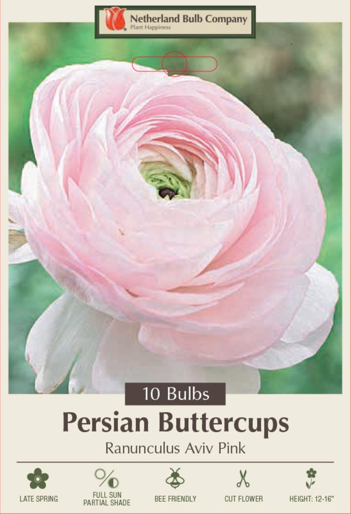 Pink Persian Buttercup 10 Bulbs - Ranunculus - 6/7 cm Bulbs