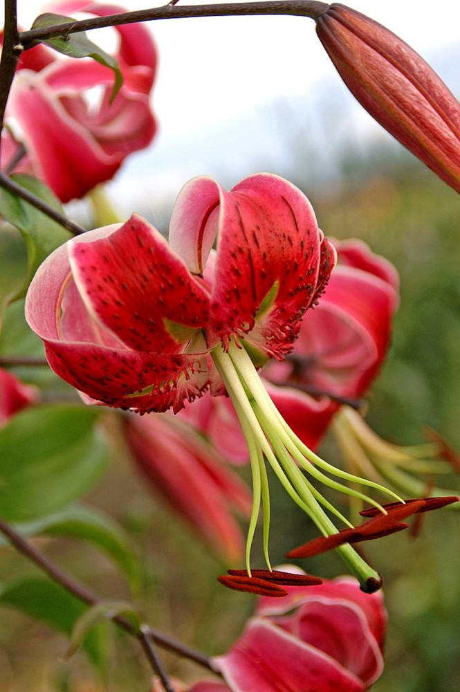 Scarlet Delight Specie Lily 2 Bulbs 16/18 cm - Magenta/Pink