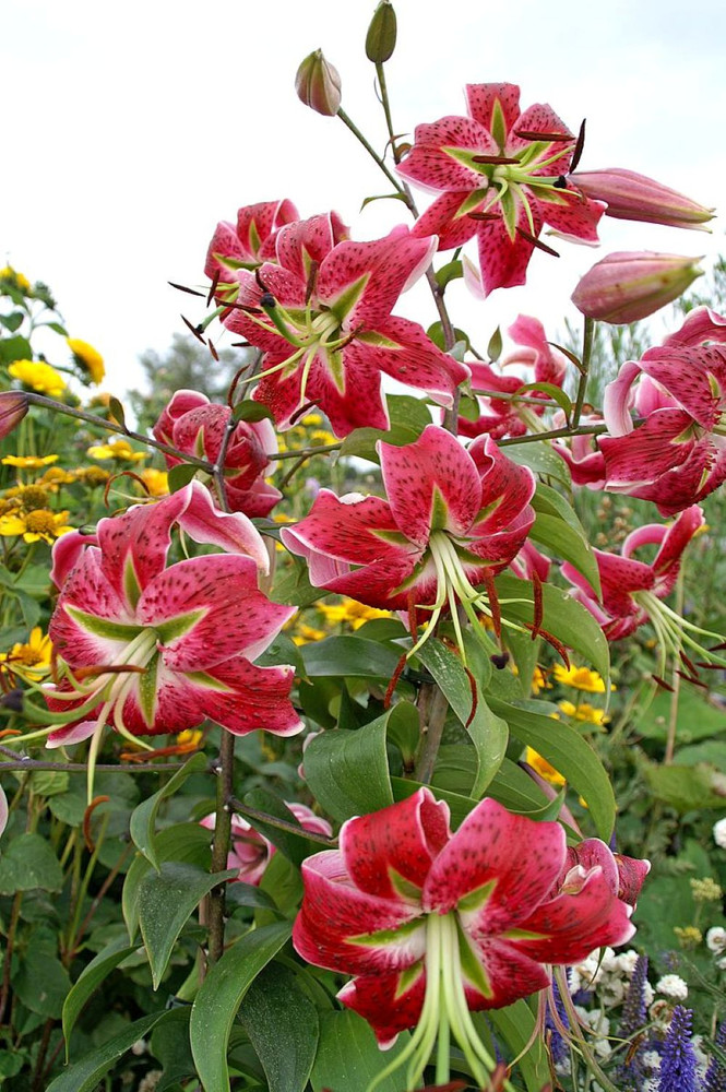 Scarlet Delight Specie Lily 2 Bulbs 16/18 cm - Magenta/Pink