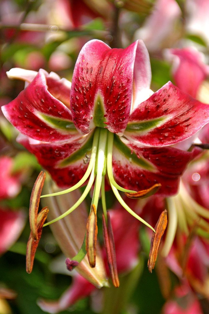 Scarlet Delight Specie Lily 2 Bulbs 16/18 cm - Magenta/Pink