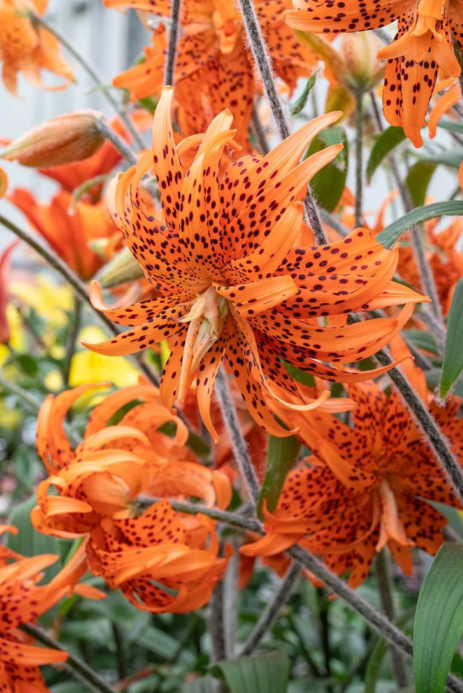 Rare Double Flore Pleno Tiger Lily 2 Bulbs 14/16 cm - Heirloom