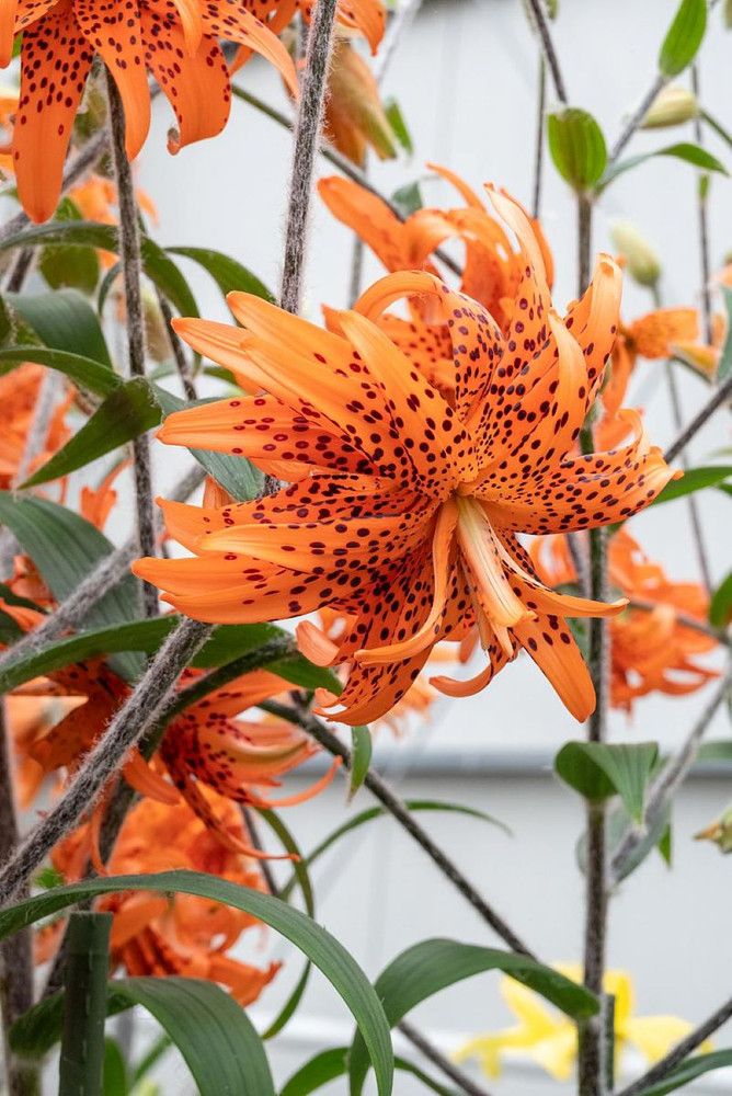 Rare Double Flore Pleno Tiger Lily 2 Bulbs 14/16 cm - Heirloom