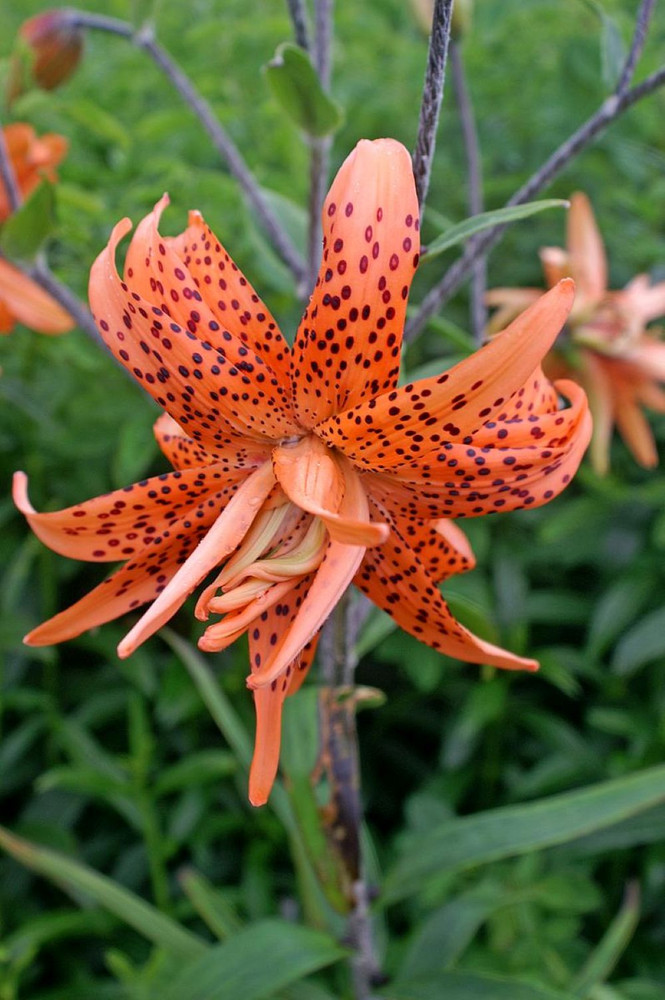Rare Double Flore Pleno Tiger Lily 2 Bulbs 14/16 cm - Heirloom