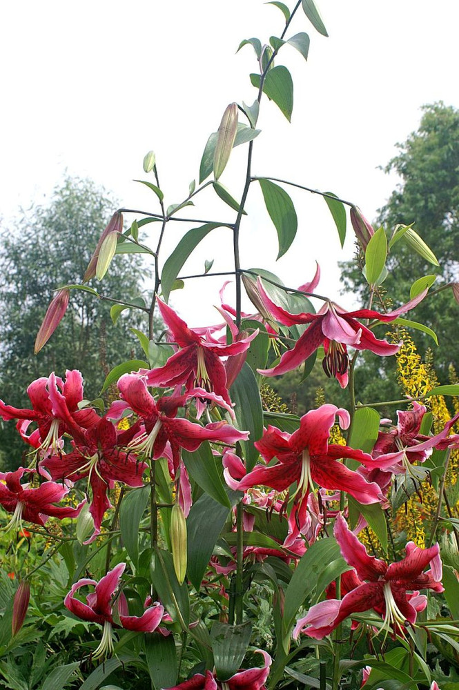 Miss Feya Giant Hybrid Lily 2 Bulbs - 16/18 cm - Rosy Red with Black Speckles
