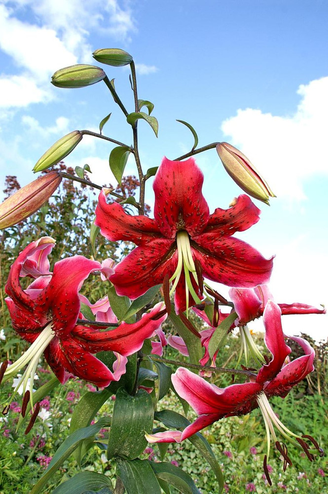Miss Feya Giant Hybrid Lily 2 Bulbs - 16/18 cm - Rosy Red with Black Speckles