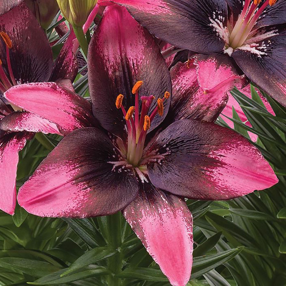 Trendy Santo Domingo Asiatic Lily 3 Bulbs - 14/16cm Bulbs - NEW