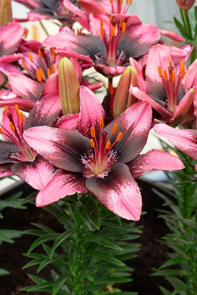Trendy Santo Domingo Asiatic Lily 3 Bulbs - 14/16cm Bulbs - NEW