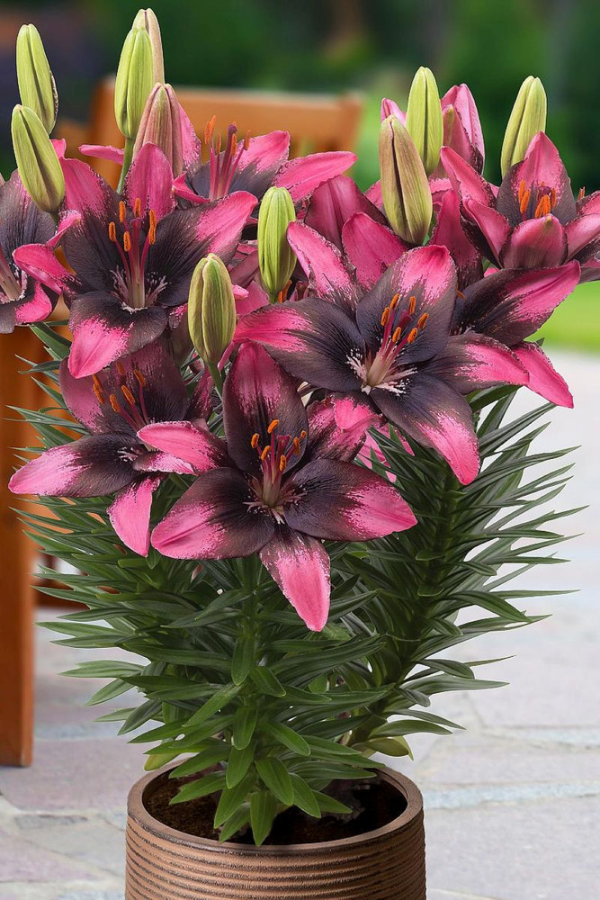 Trendy Santo Domingo Asiatic Lily 3 Bulbs - 14/16cm Bulbs - NEW