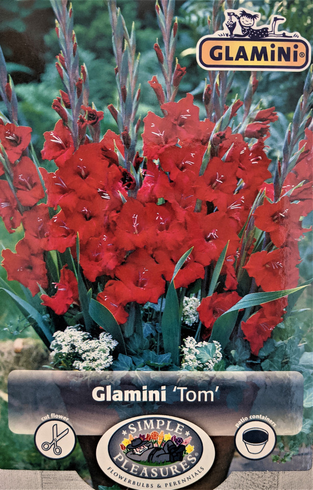 Tom Glamini Gladiolus 10 Bulbs - NEW! - Petite - 10/12 cm - Burgundy/Red