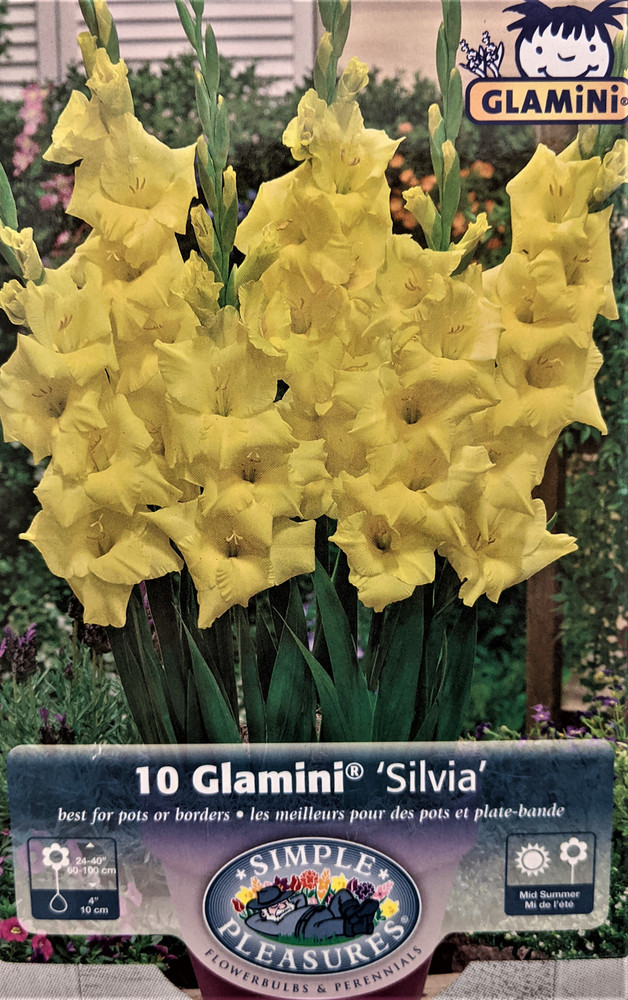 Silvia Glamini Gladiolus 10 Bulbs - NEW! - Petite - 10/12 cm