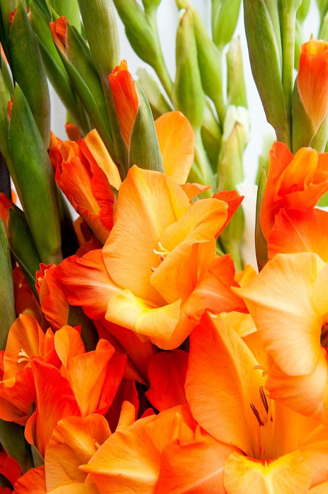 Jenny Glamini Gladiolus 10 Bulbs - NEW! - Petite - 10/12 cm