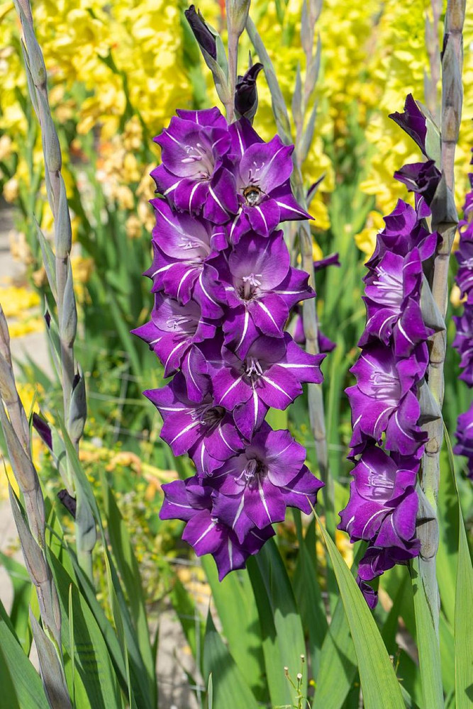 Flirty Large Flowering Gladiolus 10 Bulbs - 12/14 cm Bulbs
