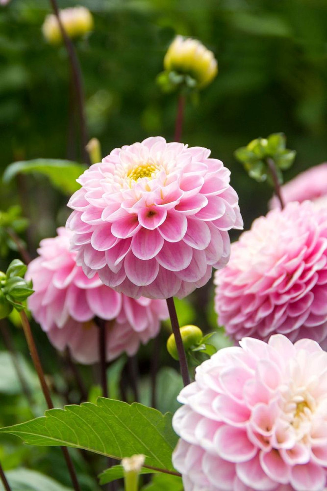 Wizard of Oz Pompon Dahlia - #1 Size Root Clump - Soft Pink!