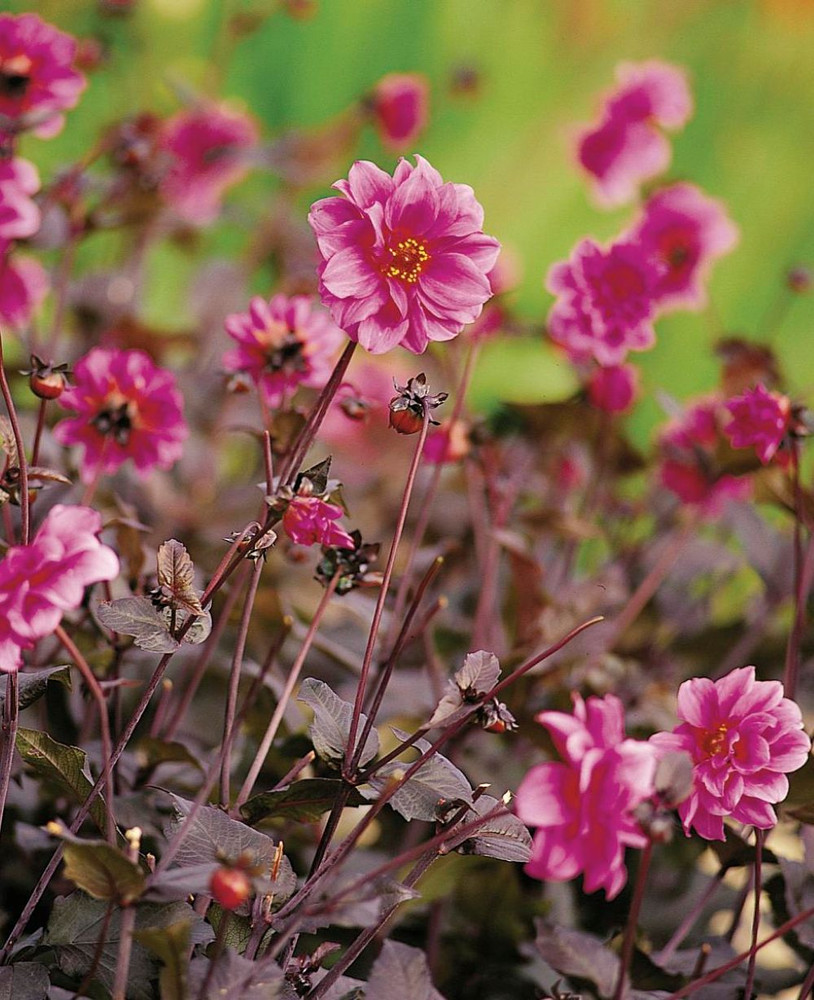 Fascination Dahlia Bulb - Bronze Leaves/Pink Flowers - #1 Size Root Clump