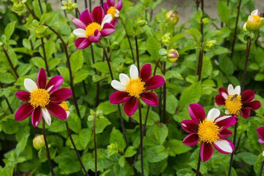 Smarty Collarette Flowered Dahlia - #1 Size Root Clump - Purple & White