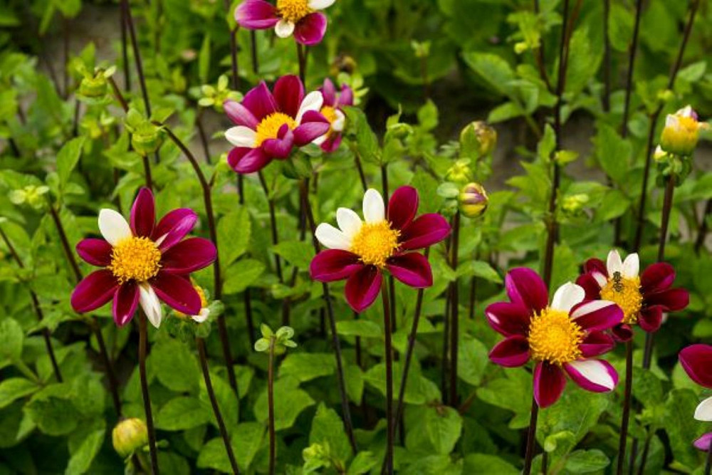 Smarty Collarette Flowered Dahlia - #1 Size Root Clump - Purple & White