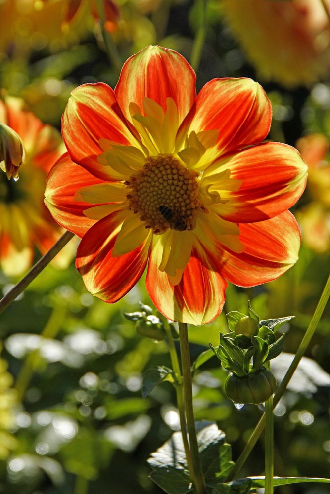 Pooh Anemone Flowered Mignon Dahlia #1 Size Root Clump - NEW! - Vivid Orange