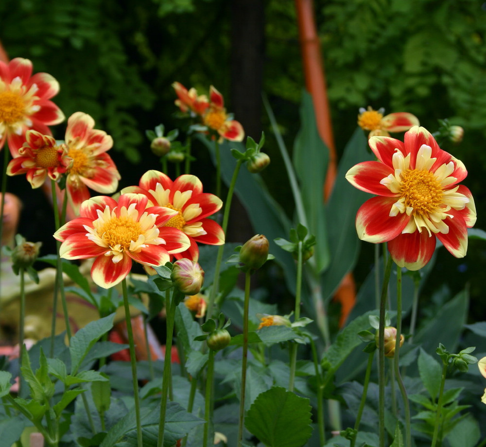 Pooh Anemone Flowered Mignon Dahlia #1 Size Root Clump - NEW! - Vivid Orange