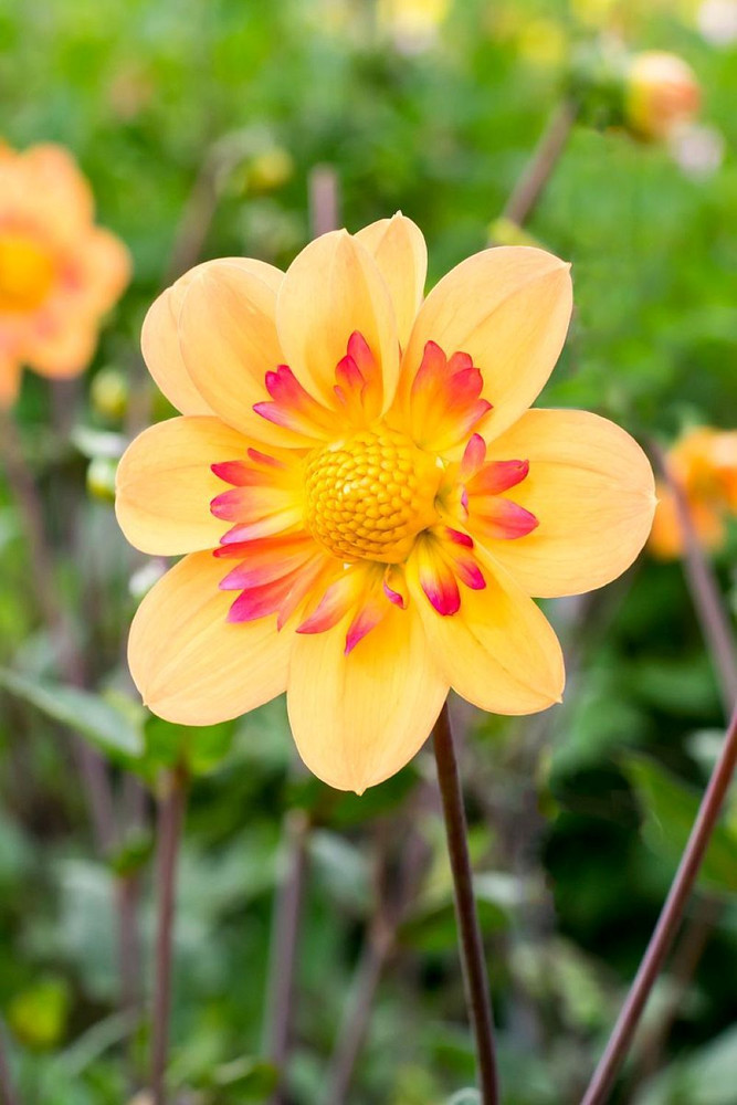 Kelsey Annie Joy Anemone Flowering Dahlia - #1 Size Root Clump - New