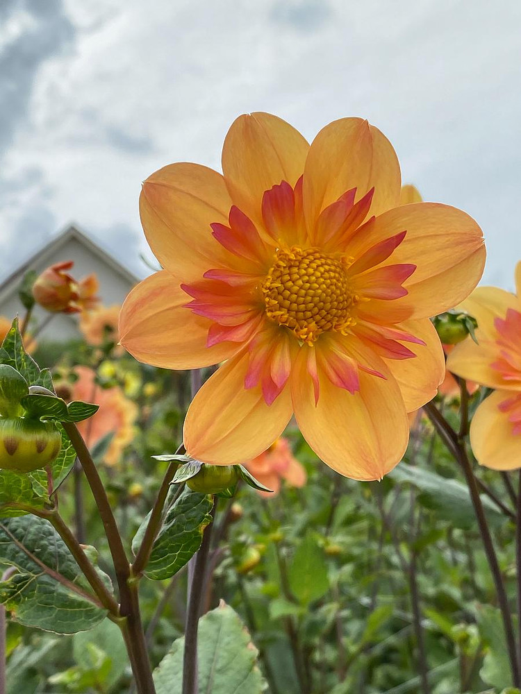 Kelsey Annie Joy Anemone Flowering Dahlia - #1 Size Root Clump - New