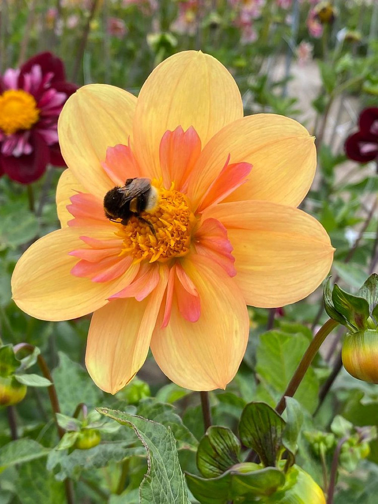 Kelsey Annie Joy Anemone Flowering Dahlia - #1 Size Root Clump - New