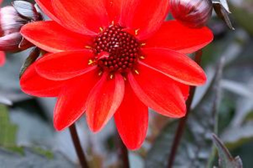 Pulp Fiction Dark Leaf Dahlia - 1 Root Clump - Almost Black Foliage - New