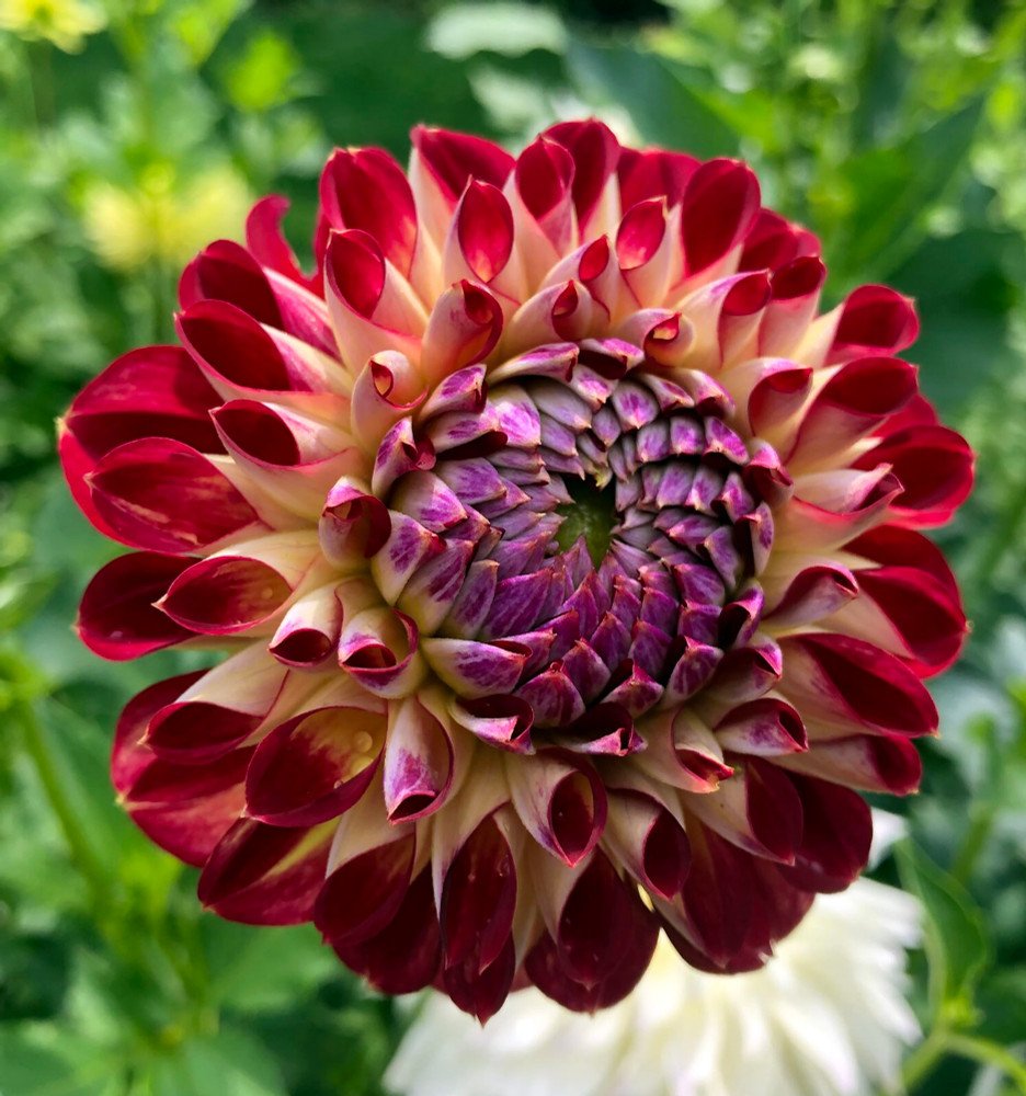 Jowey Joshua Ball Flowering Dahlia - 1 Top Size Root Clump - NEW
