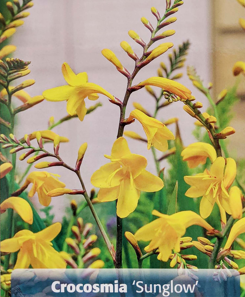 Sunglow Crocosmia 8 Bulbs - 8/10 cm Bulbs - Very Hardy