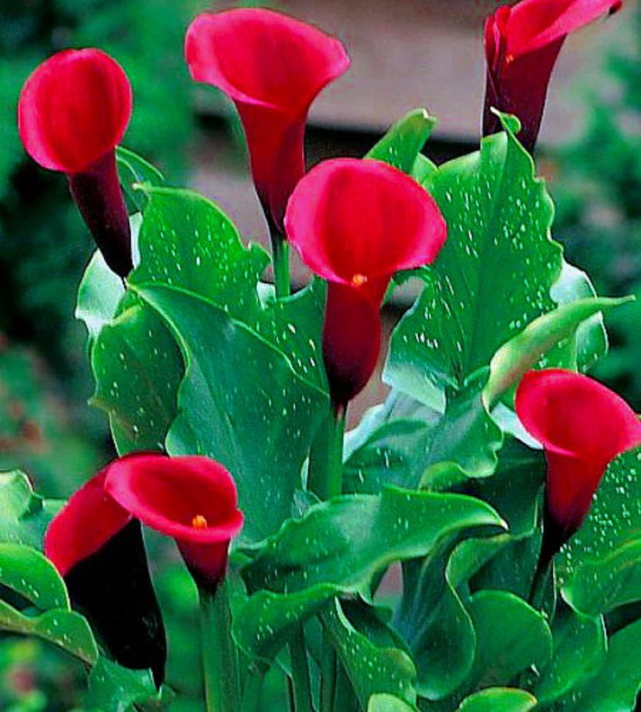 Majestic Red Calla Lily Bulb 14/16 cm - Long Lasting Blooms
