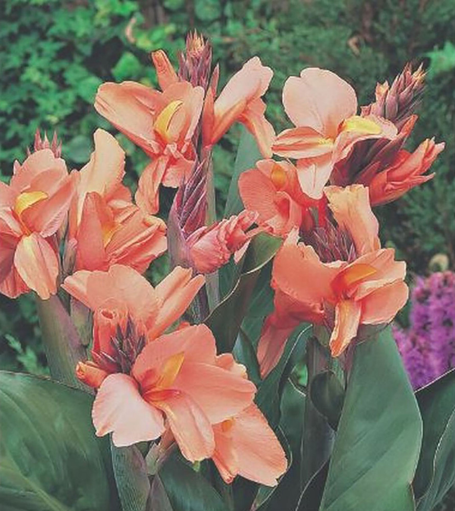 Apricot Frost Canna -1 Rhizome Top Size