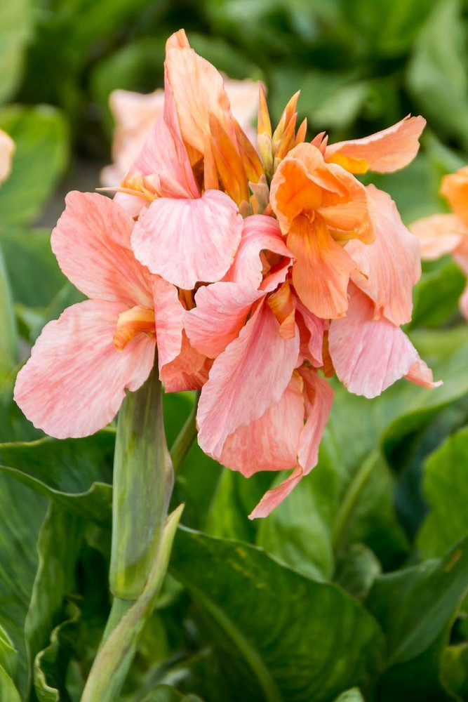 Apricot Frost Canna -1 Rhizome Top Size