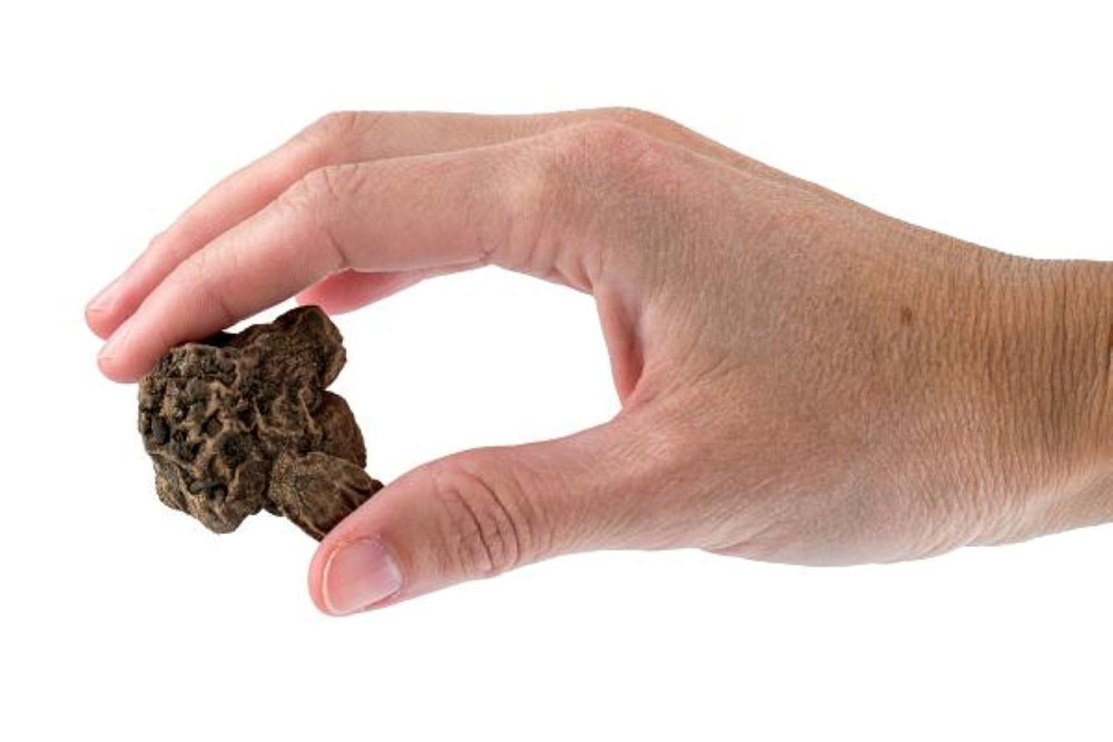 The Bride Poppy Anemone - Windflowers - 15 Bulbs - 8/+ cm