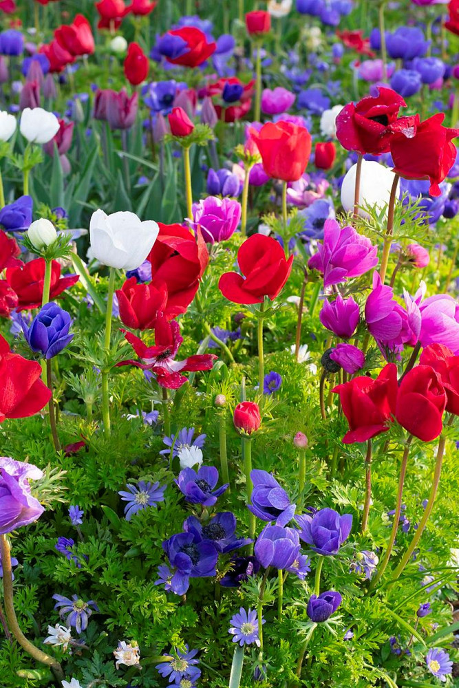 De Caen Anemone Windflower Mix - 15 Bulbs - Very Hardy! - 8/+cm Bulbs
