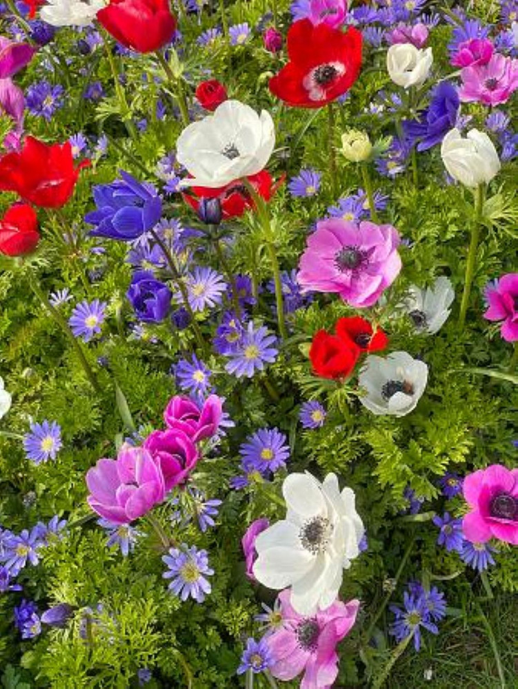 De Caen Anemone Windflower Mix - 15 Bulbs - Very Hardy! - 8/+cm Bulbs