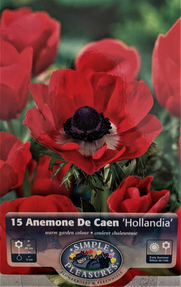 Hollandia Poppy Anemone - Windflowers - 15 Bulbs - 8/+ cm