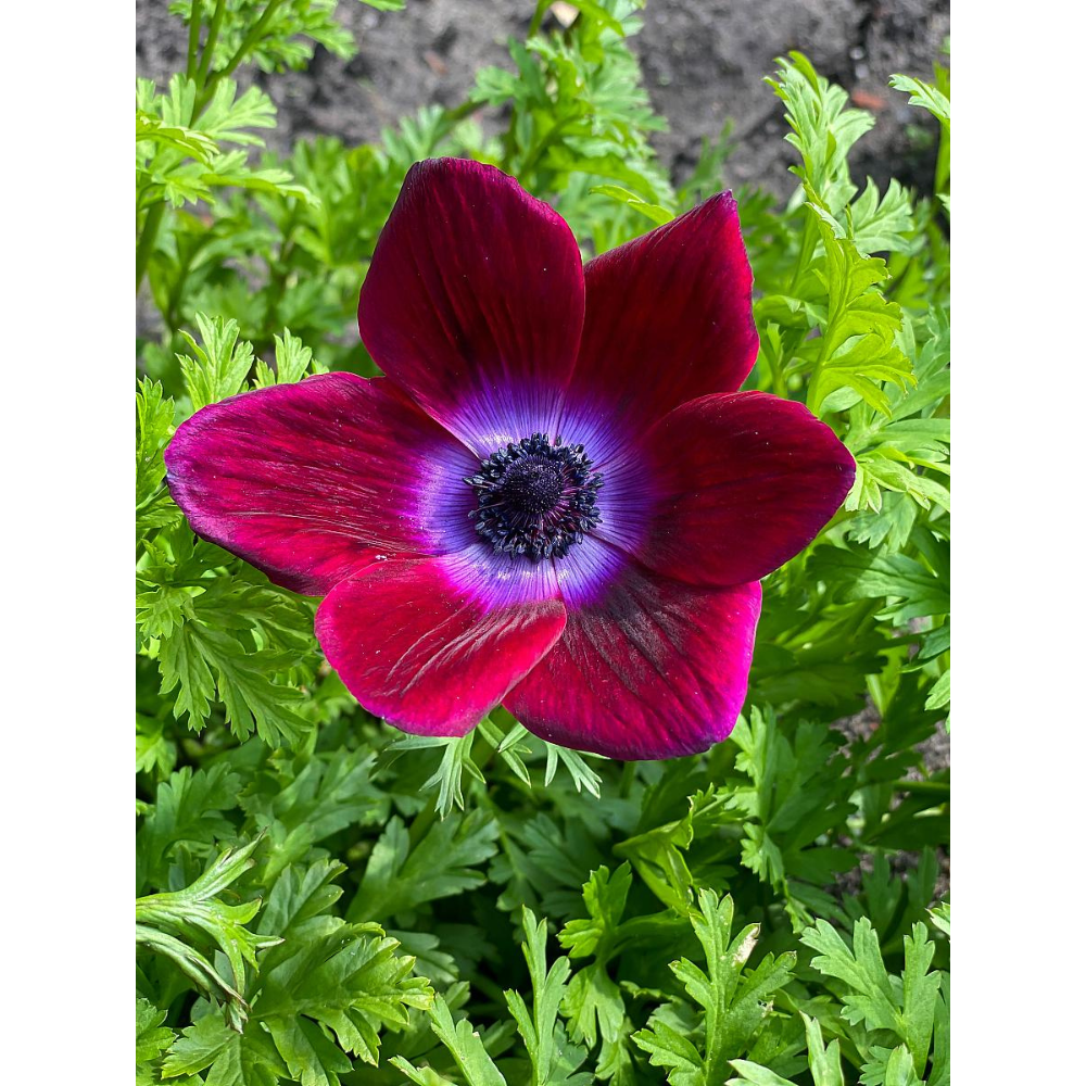 Bordeaux Anemone Windflower - 10 Bulbs - 4/5 cm Bulbs - NEW