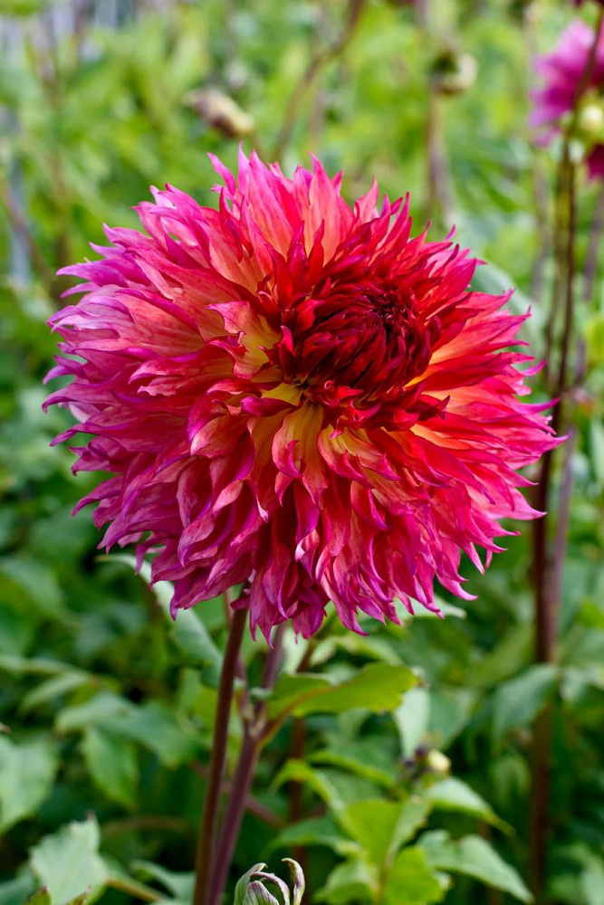 Myrtle's Folly Fubuki Dahlia - Dinnerplate Fimbriata Flower - #1 Size Root Clump