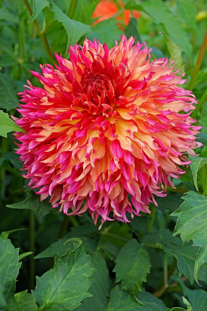 Myrtle's Folly Fubuki Dahlia - Dinnerplate Fimbriata Flower - #1 Size Root Clump