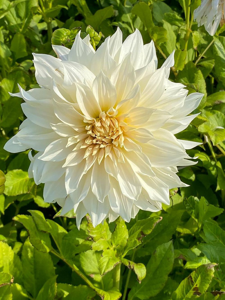 Cafe au Lait Dinner Plate Dahlia - 1 Top Size Root Clump